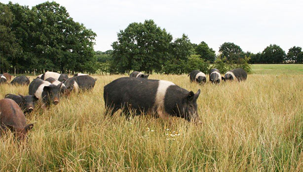 Bio-Landwirtschaft Schwein